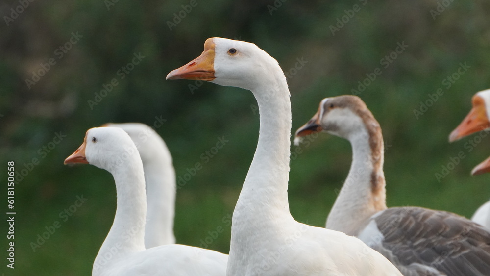 Fototapeta premium beautiful dove gang on the lake 