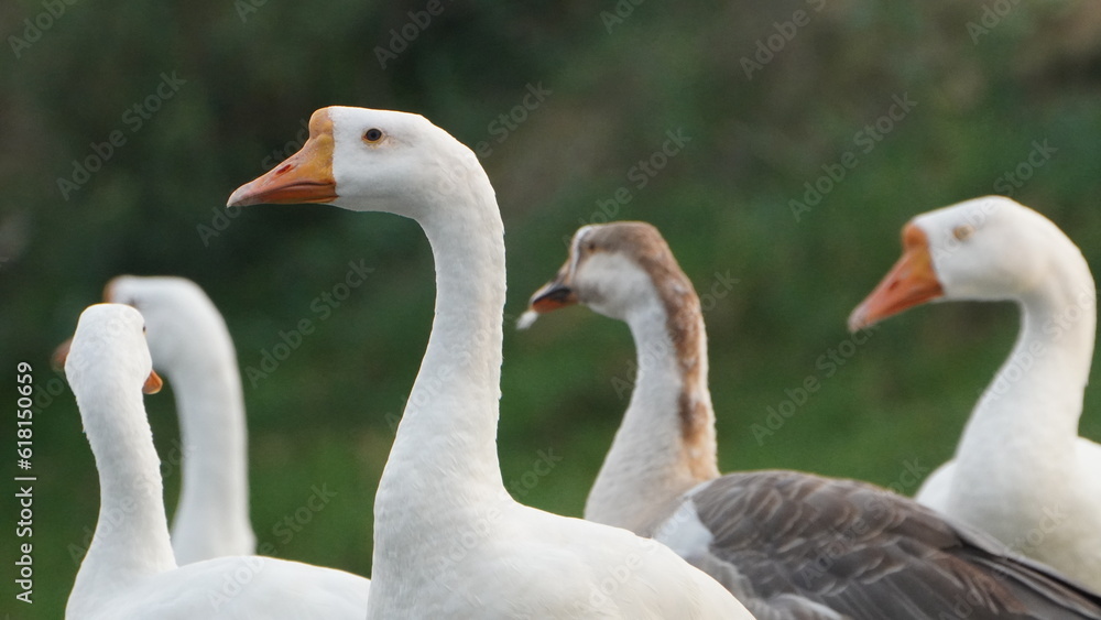 Obraz premium beautiful dove gang on the lake 