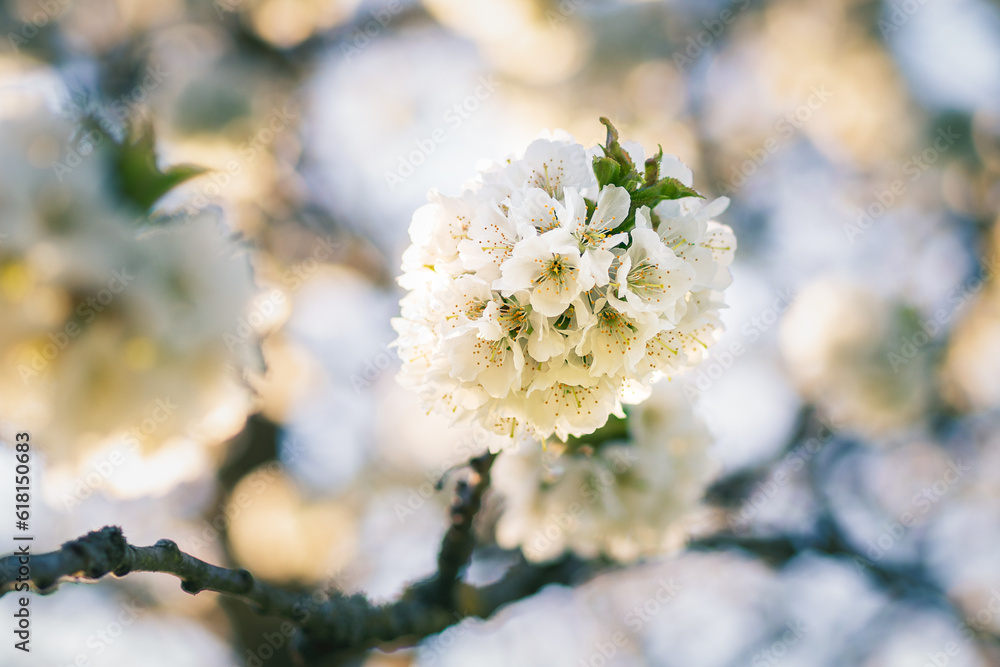 Cherry blossoms in spring - in front of beautiful bokeh Cherry blossoms in spring - in front of beautiful bokeh