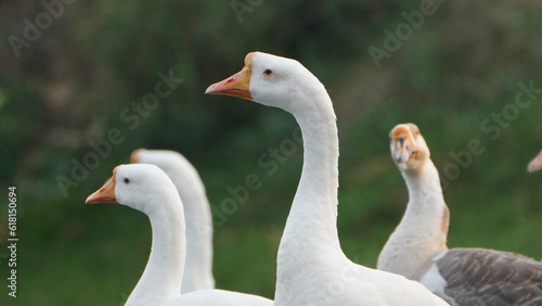 beautiful dove gang on the lake 