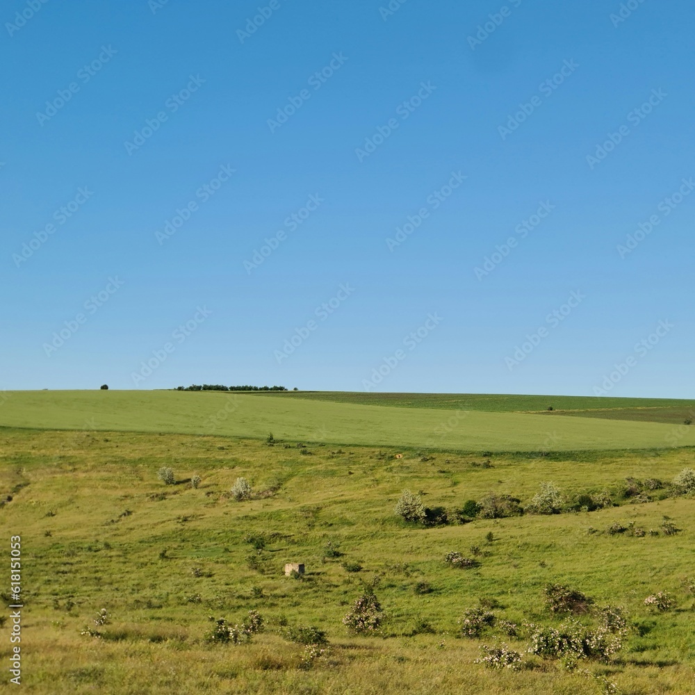 A grassy field with sheep