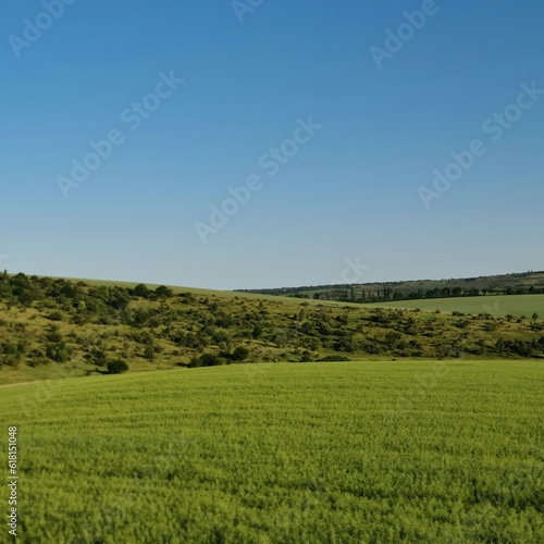 A green field with trees and blue sky