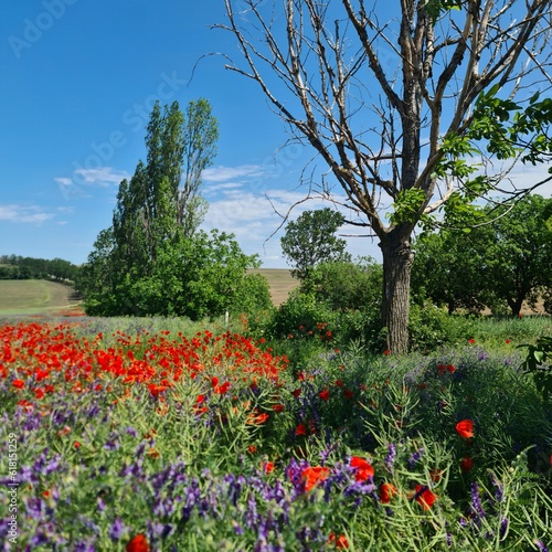 A field of flowers