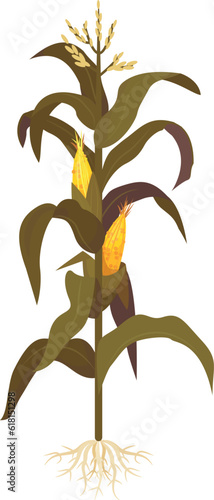 Wilted corn stem with leaves planting agriculture growing farmland care cultivation vector flat