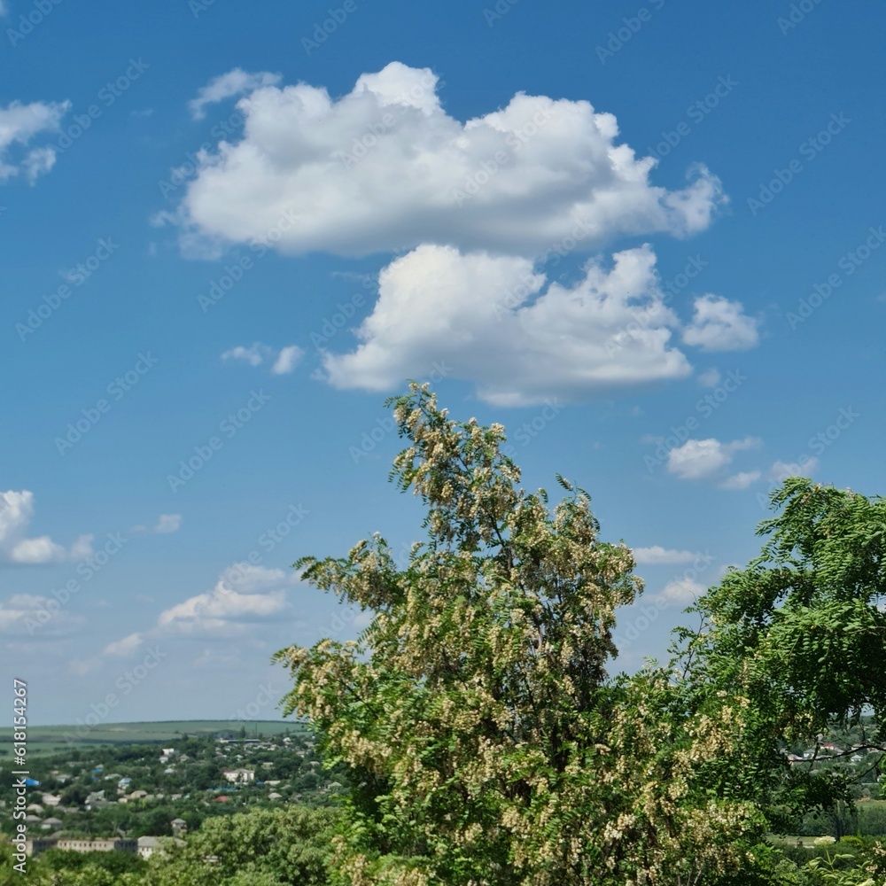 Fototapeta premium A tree with a blue sky and clouds above