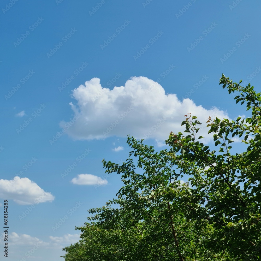 A tree with blue sky and clouds A tree with blue sky and clouds