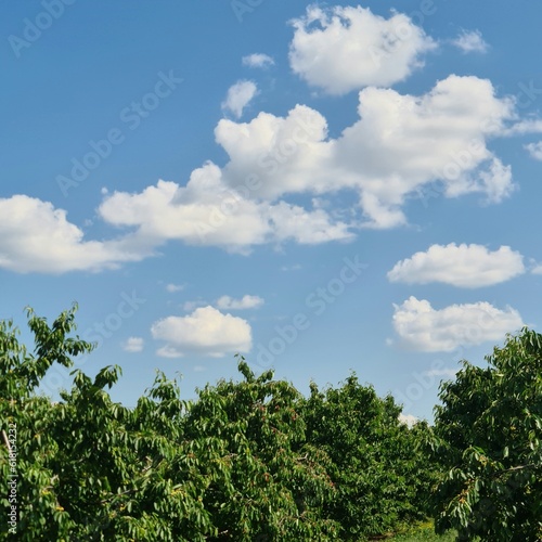 A blue sky with clouds above trees