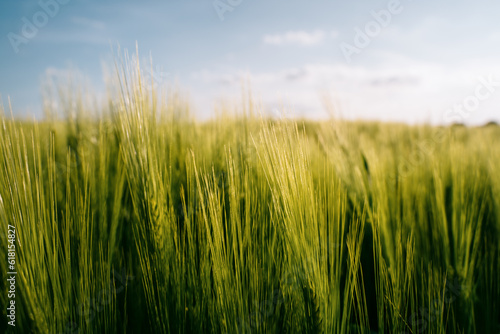 Wheat in the sun