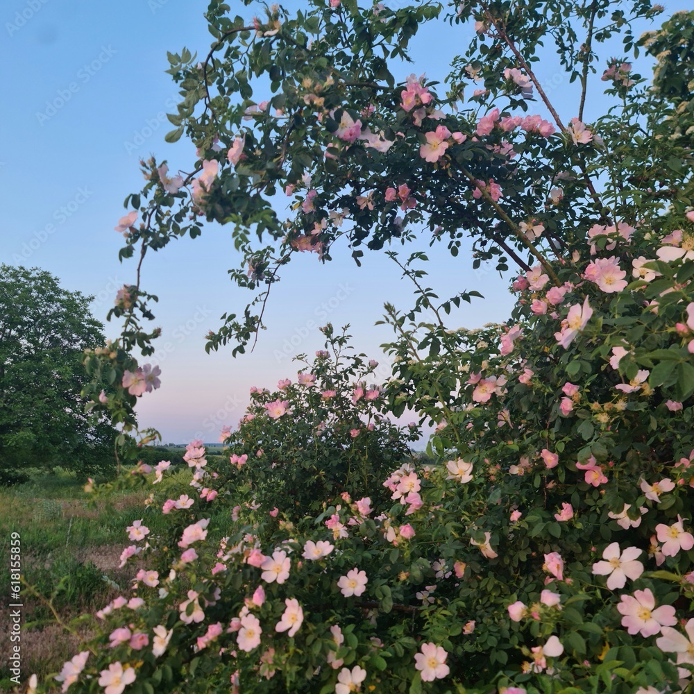 A tree with pink flowers A tree with pink flowers