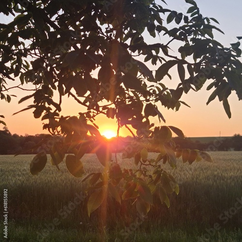 A tree with the sun setting