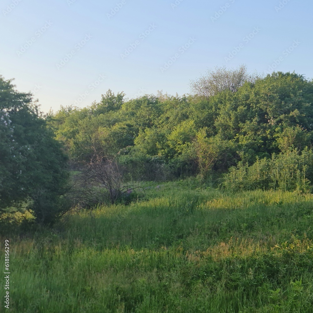 A grassy area with trees in the background