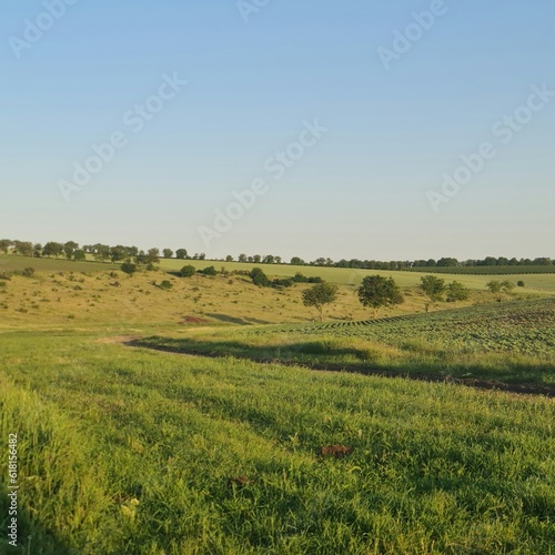 A field with grass and trees in the background