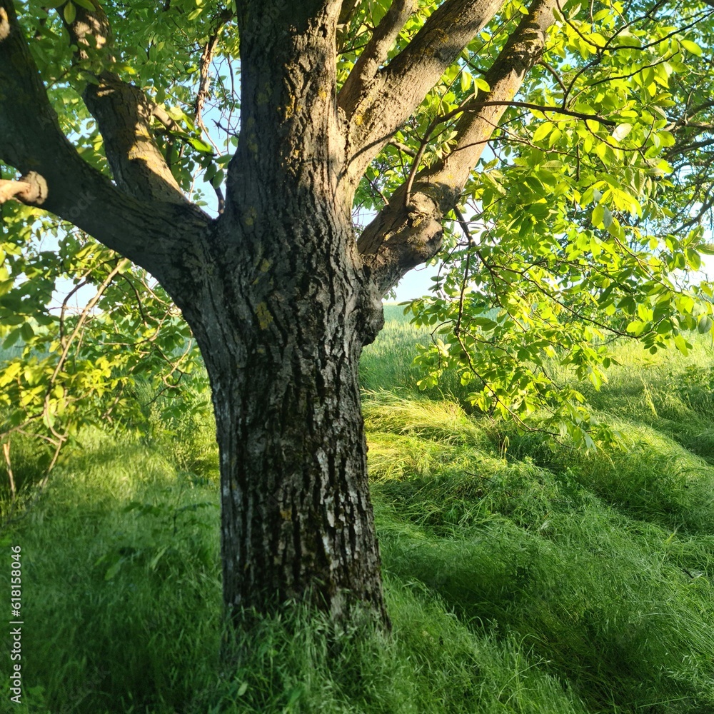 A tree with green leaves