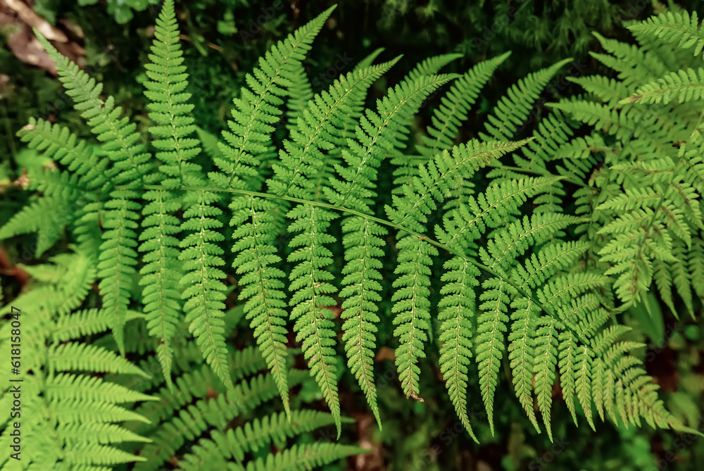 Fern leaf background