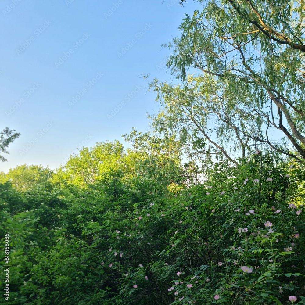 Fototapeta premium A group of trees with flowers