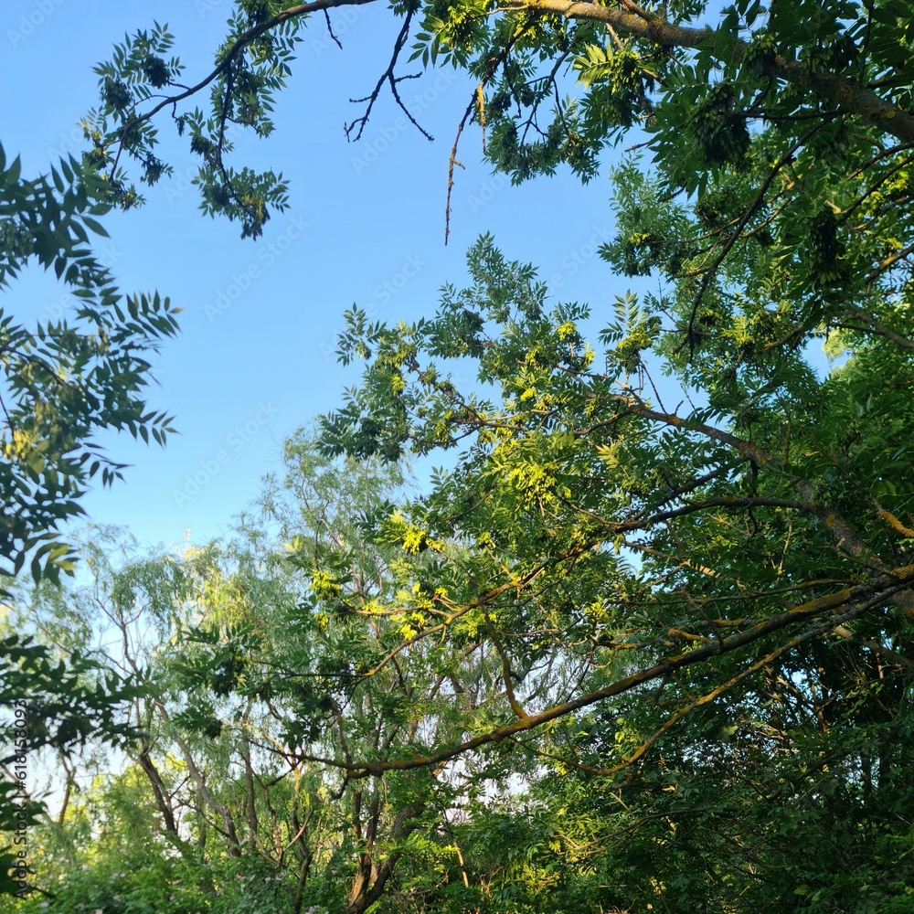 Obraz premium A tree with green leaves