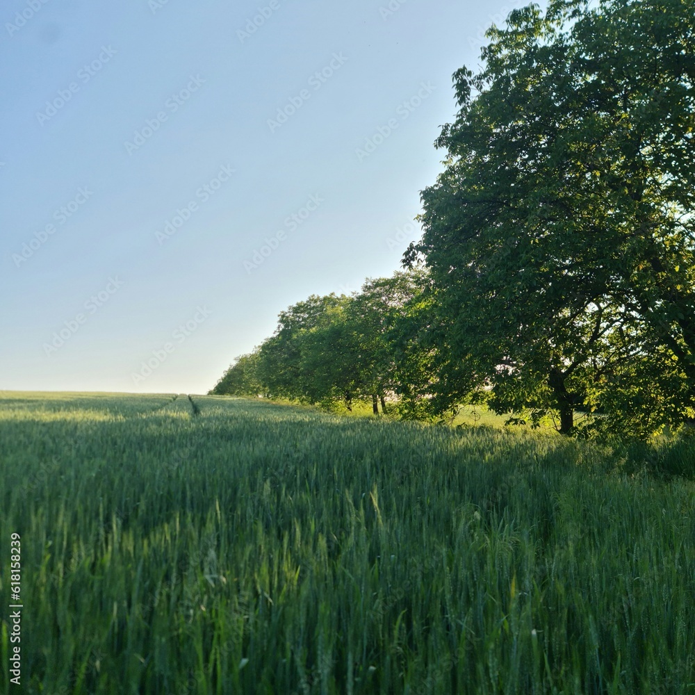 A field of grass and trees