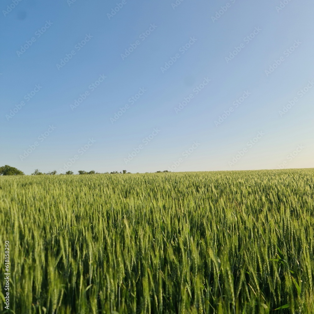 A field of green grass