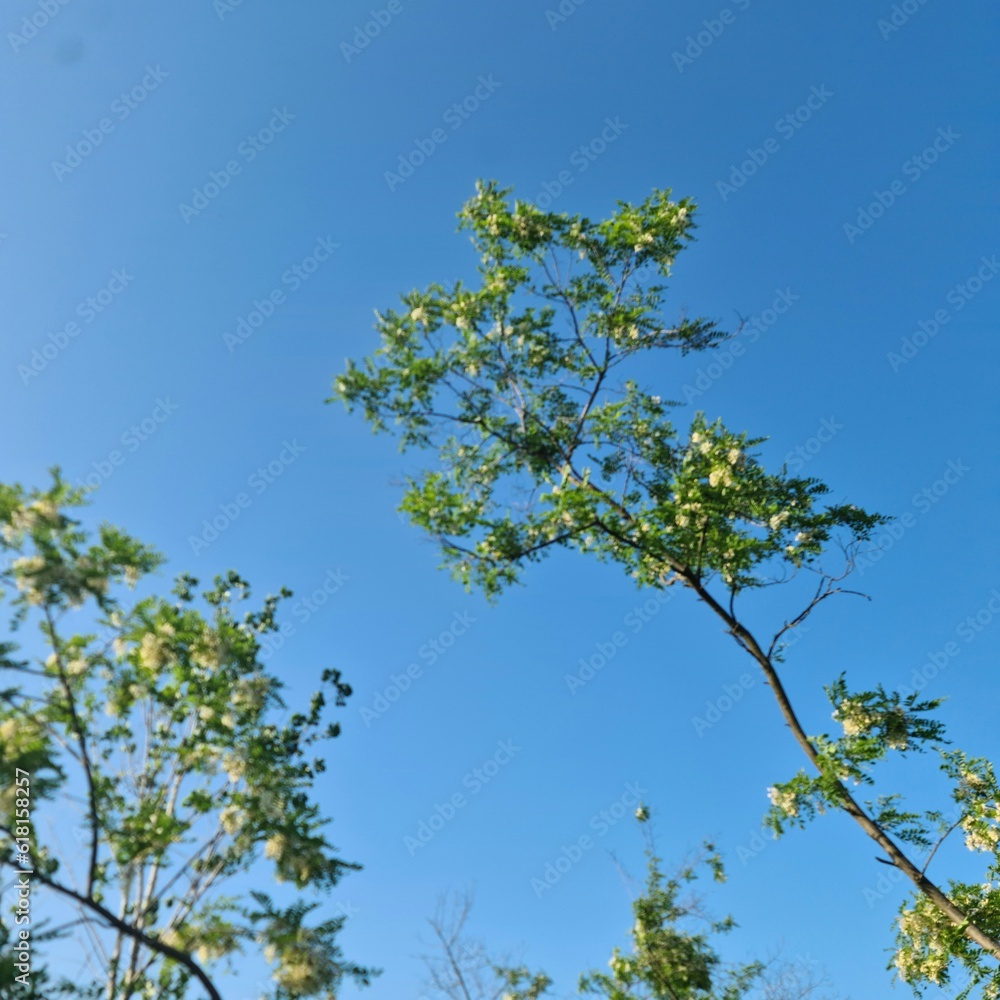 Fototapeta premium A tree with green leaves