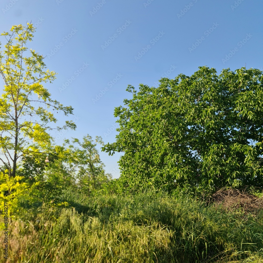 A group of trees in a grassy area A group of trees in a grassy area