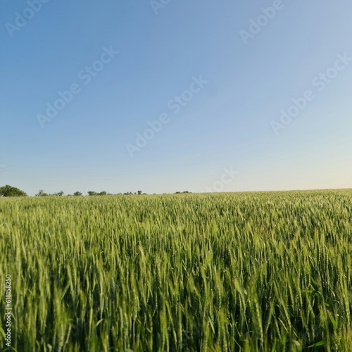 A field of green grass