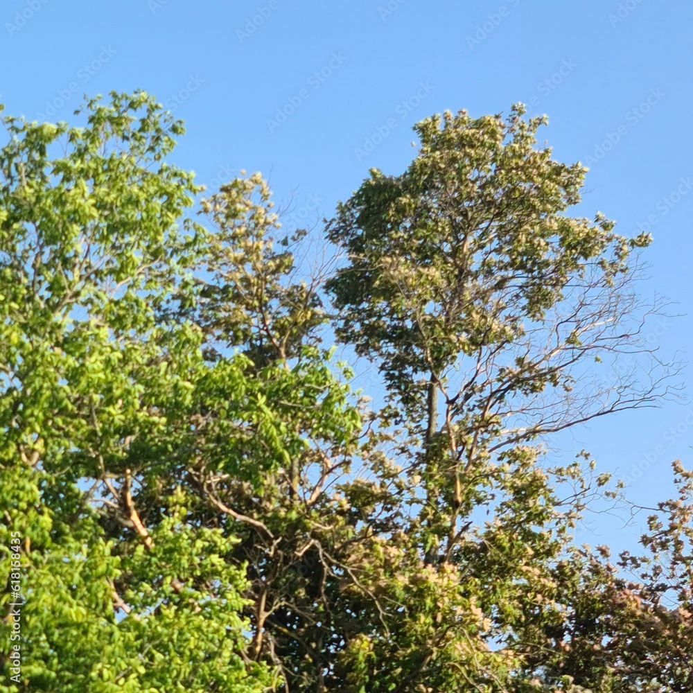 A group of trees A group of trees