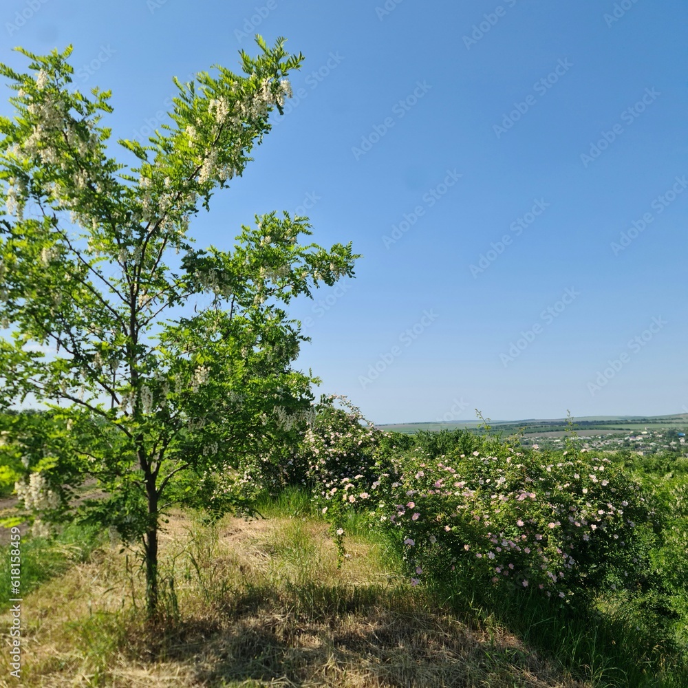A tree in a field