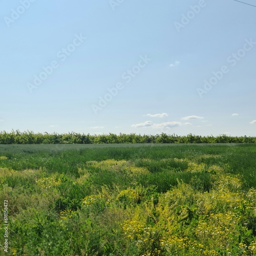 A field of flowers