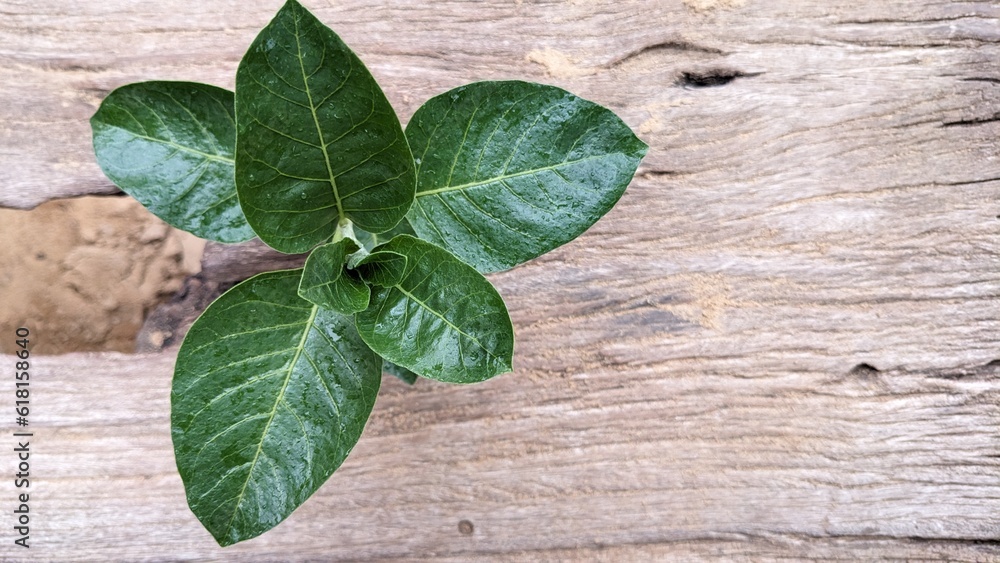 Immunity booster plant, Withania somnifera, known commonly as ashwagandha Its roots and orange-red fruit have been used for hundreds of years for medicinal purposes Immunity booster plant, Withania somnifera, known commonly as ashwagandha Its roots and orange-red fruit have been used for hundreds of years for medicinal purposes
