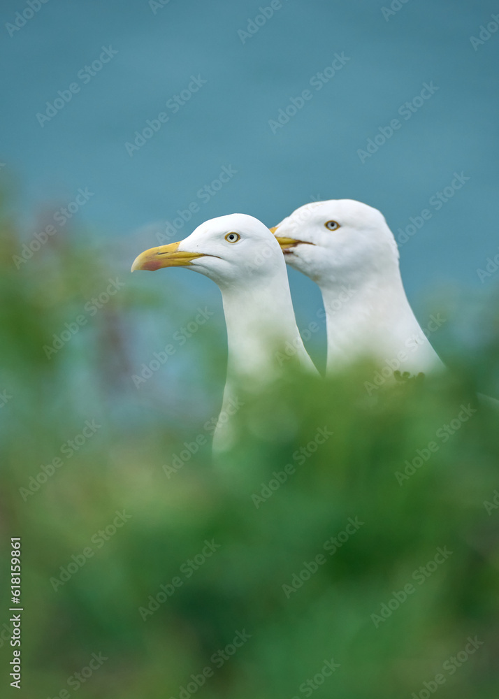 A close up of two seagulls on the coast A close up of two seagulls on the coast