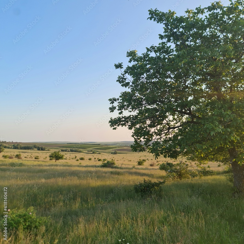 A tree in a field