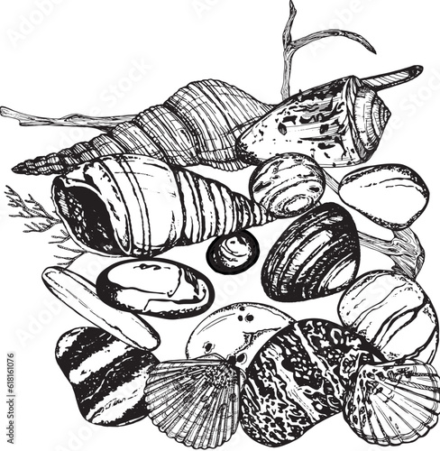 Marine composition of shells, stones, molluscs. Black and white hand-drawn graphics translated into vector.The illustration is intended for printing on fabric, packaging, prints, stickers, postcards