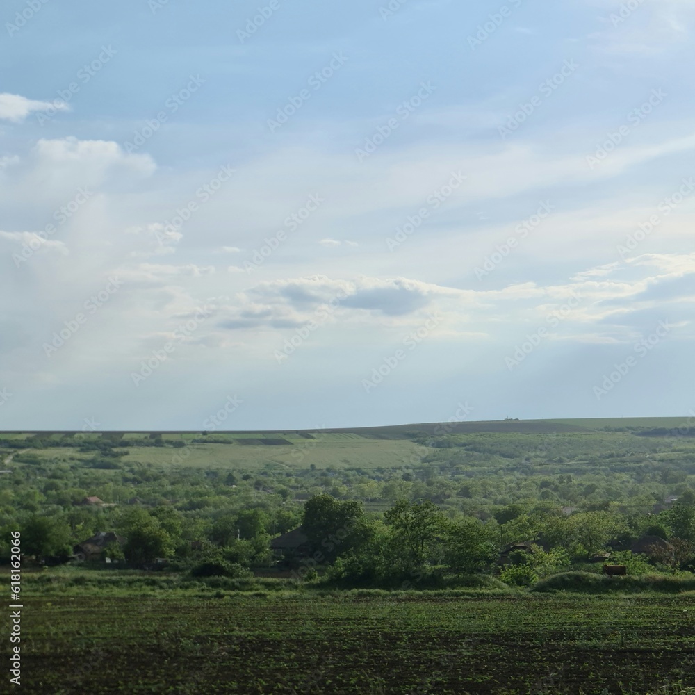 Fototapeta premium A landscape with trees and grass