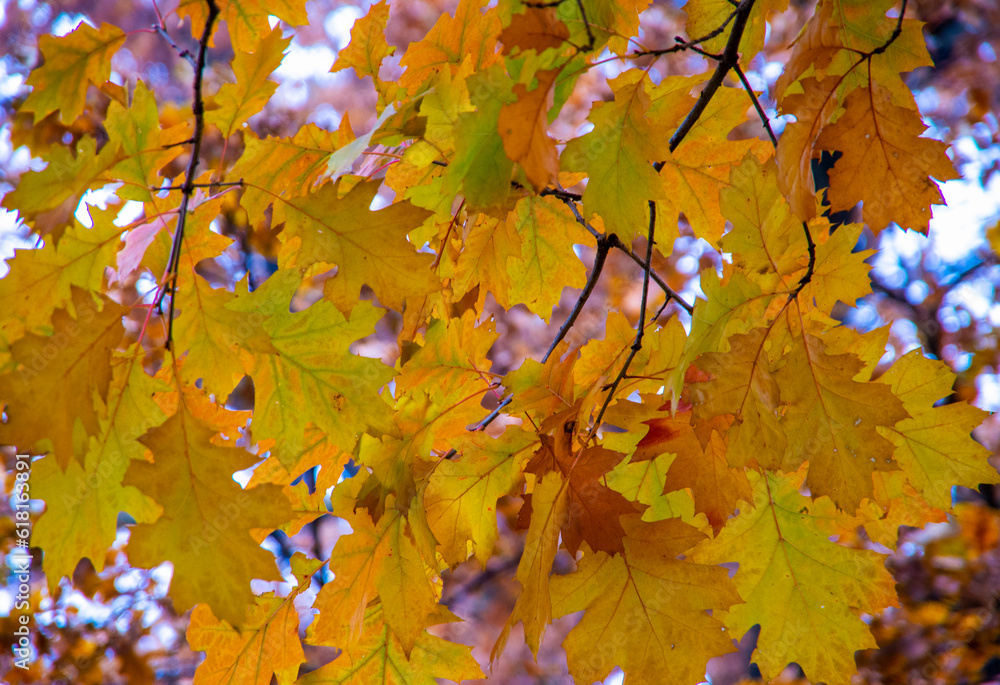 Bright autumn leaves in the natural environment. Bright autumn leaves in the natural environment.
