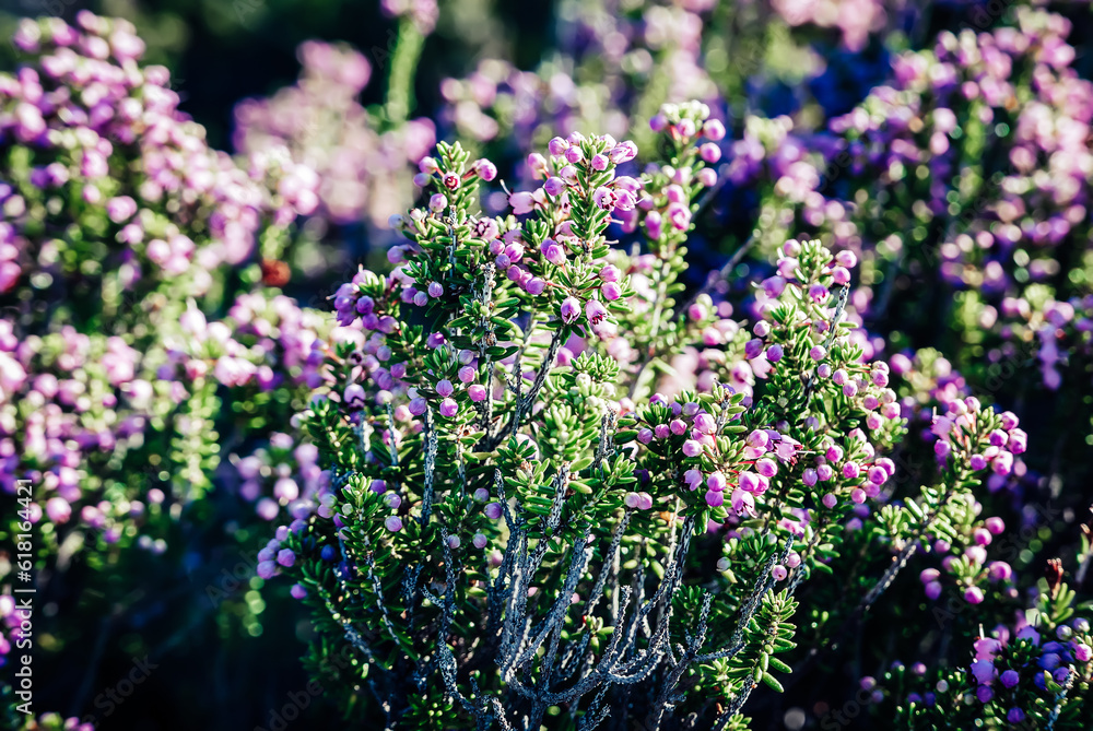 Obraz premium Blooming heather flowers