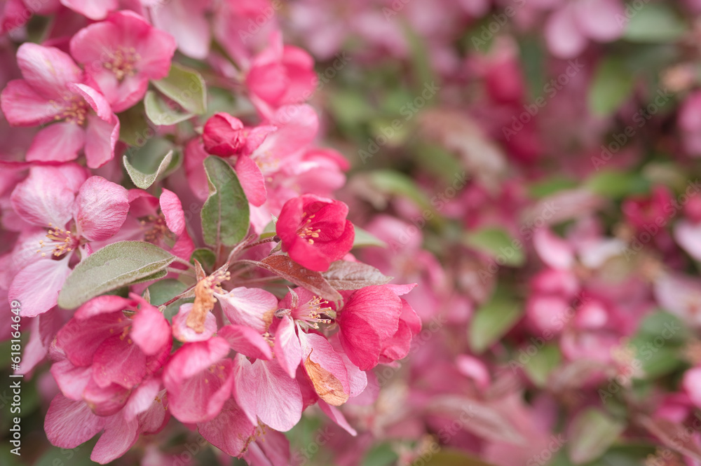 Fototapeta premium close up of pink flowers
