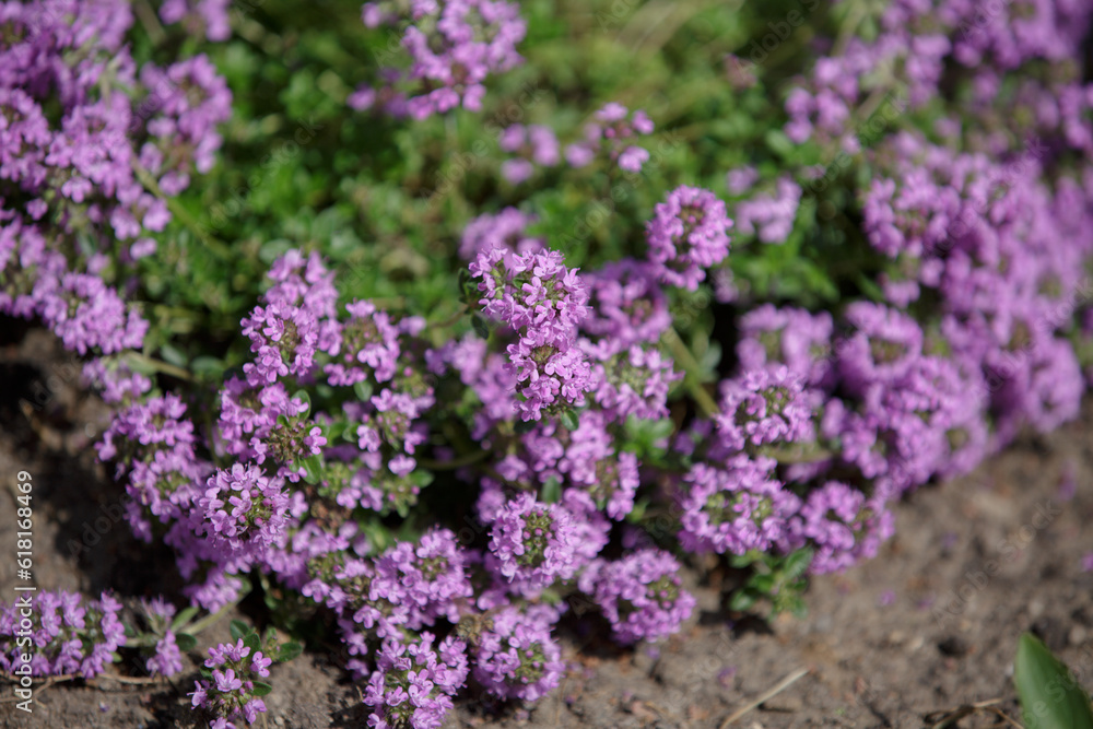 Thymus . Flowering thyme. Close-up of pink wild thyme flowers. Garden thyme with pink flowers is a groundcover plant for rock gardens Thymus . Flowering thyme. Close-up of pink wild thyme flowers. Garden thyme with pink flowers is a groundcover plant for rock gardens
