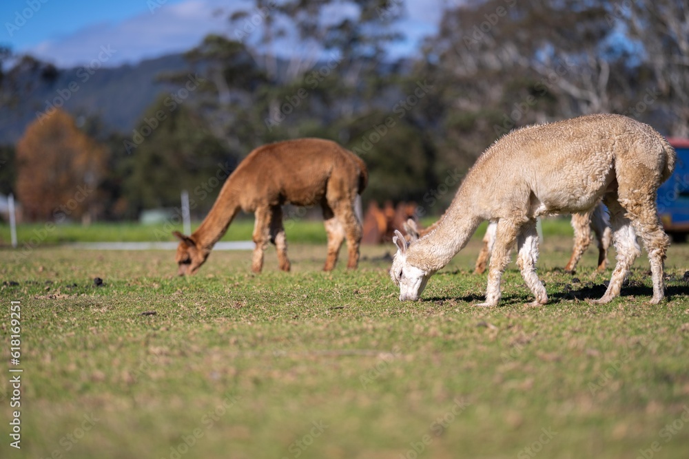 herd of alpaca, alpacas grazing in a field. white llama in a meadow in australia herd of alpaca, alpacas grazing in a field. white llama in a meadow in australia