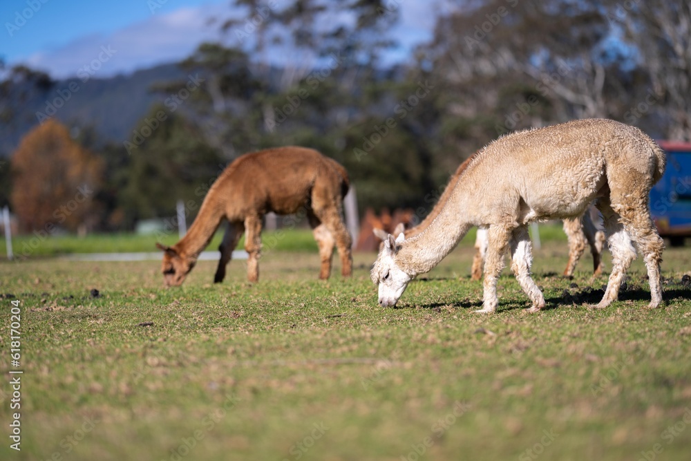 herd of alpaca, alpacas grazing in a field. white llama in a meadow in australia herd of alpaca, alpacas grazing in a field. white llama in a meadow in australia