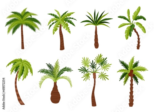 Cartoon palm trees types. Tropical exotic plants  green broad and narrow leaves  different trunks shapes  coconut and banana  vector set