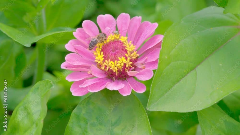 Bees collecting nectar pollen on spring. Close up of honey bees. Flying around purple flowers. Sunny day. slow-motion
