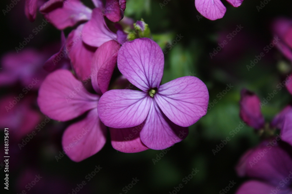 flowers in the garden flowers in the garden