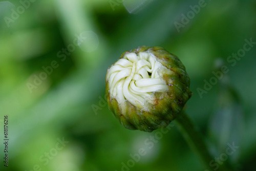 close up of a flower bud