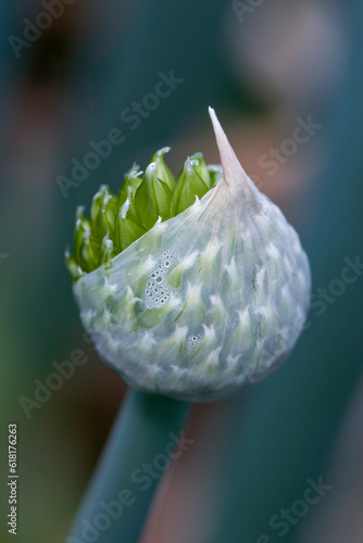 close up of a flower bud