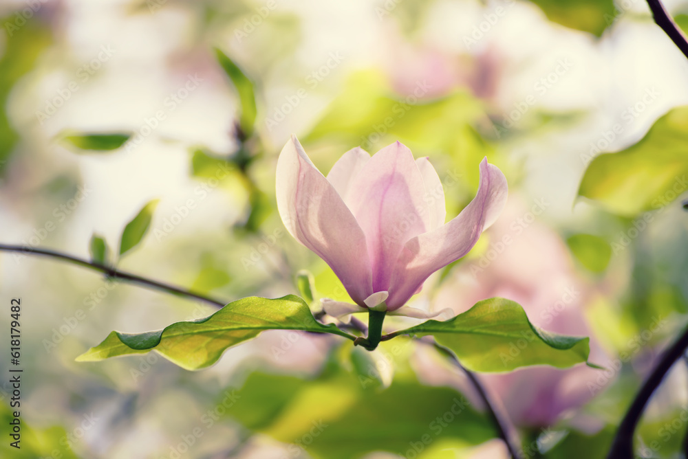 Obraz premium Magnolia spring flowers