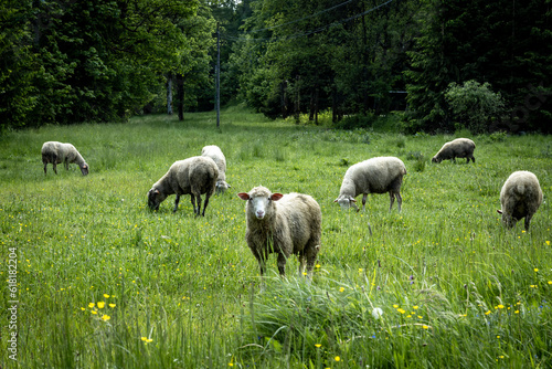 A flock of sheep in a green grazing field in the mountains. 