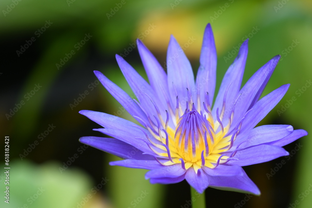 Beautiful violet water lily(Lotus) with green leaves in the pond. Beautiful violet water lily(Lotus) with green leaves in the pond.