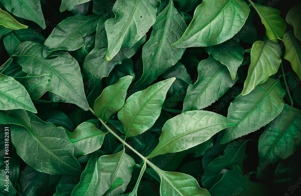 the texture of tropical natural leaves on dark green background, tropical background the texture of tropical natural leaves on dark green background, tropical background
