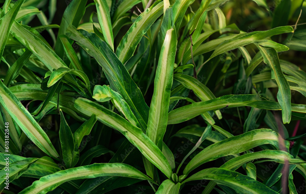 pandan leaf plant background smells good and can be used as natural food coloring on tropical background pandan leaf plant background smells good and can be used as natural food coloring on tropical background