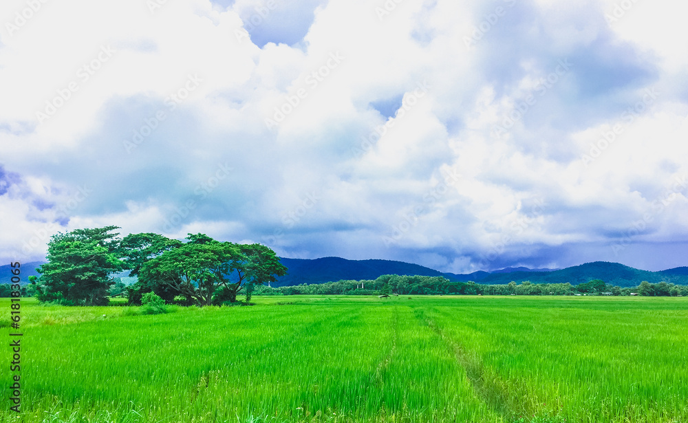 green grass and blue sky